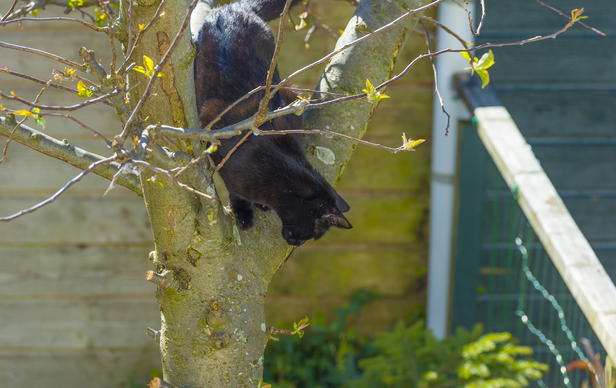 cat climbing in the canopy of an apple tree in a garden in sunli