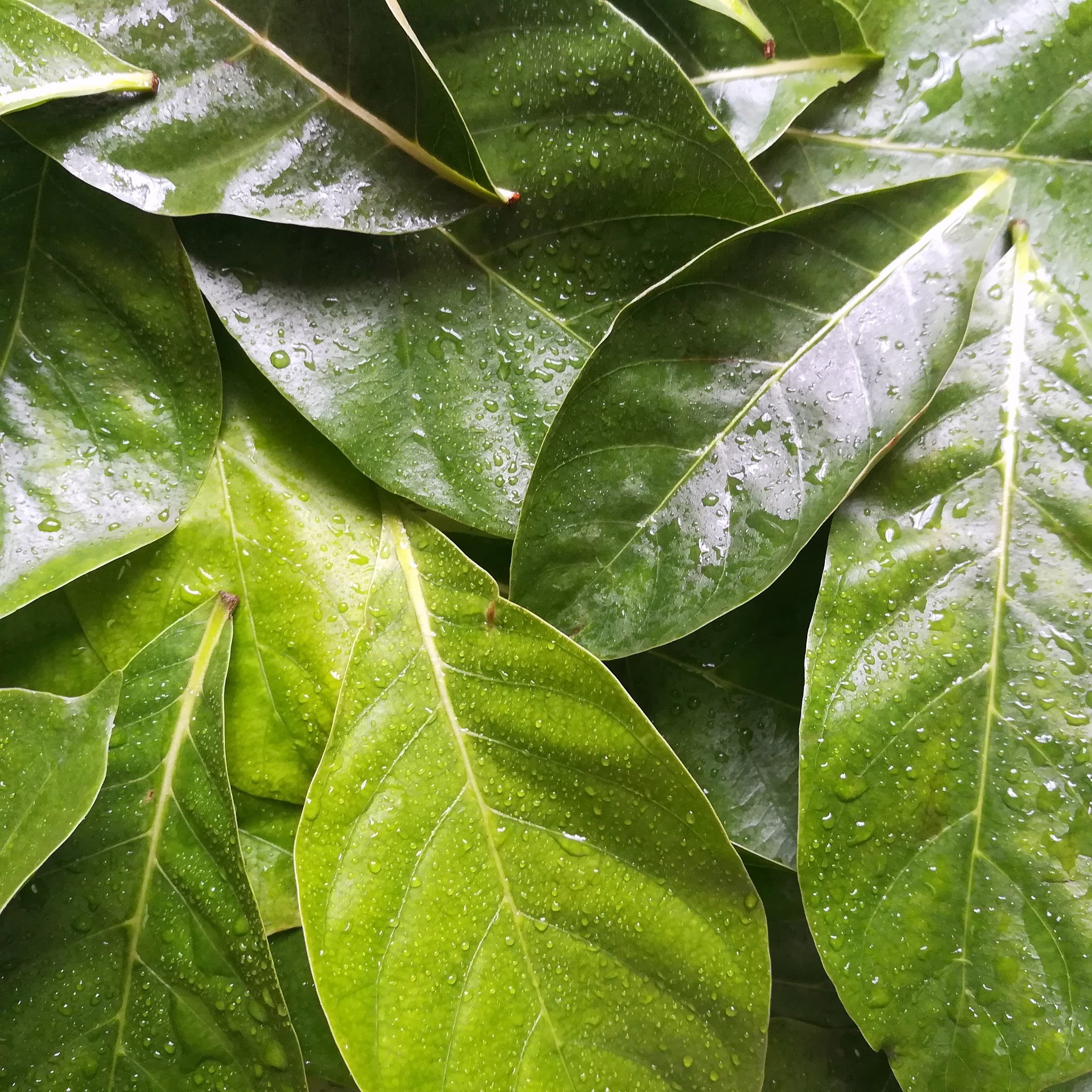close-up of wet plant leaves