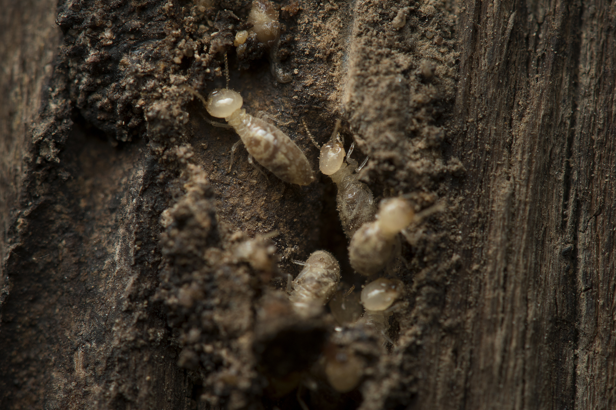 termite and termite mound on nature background.