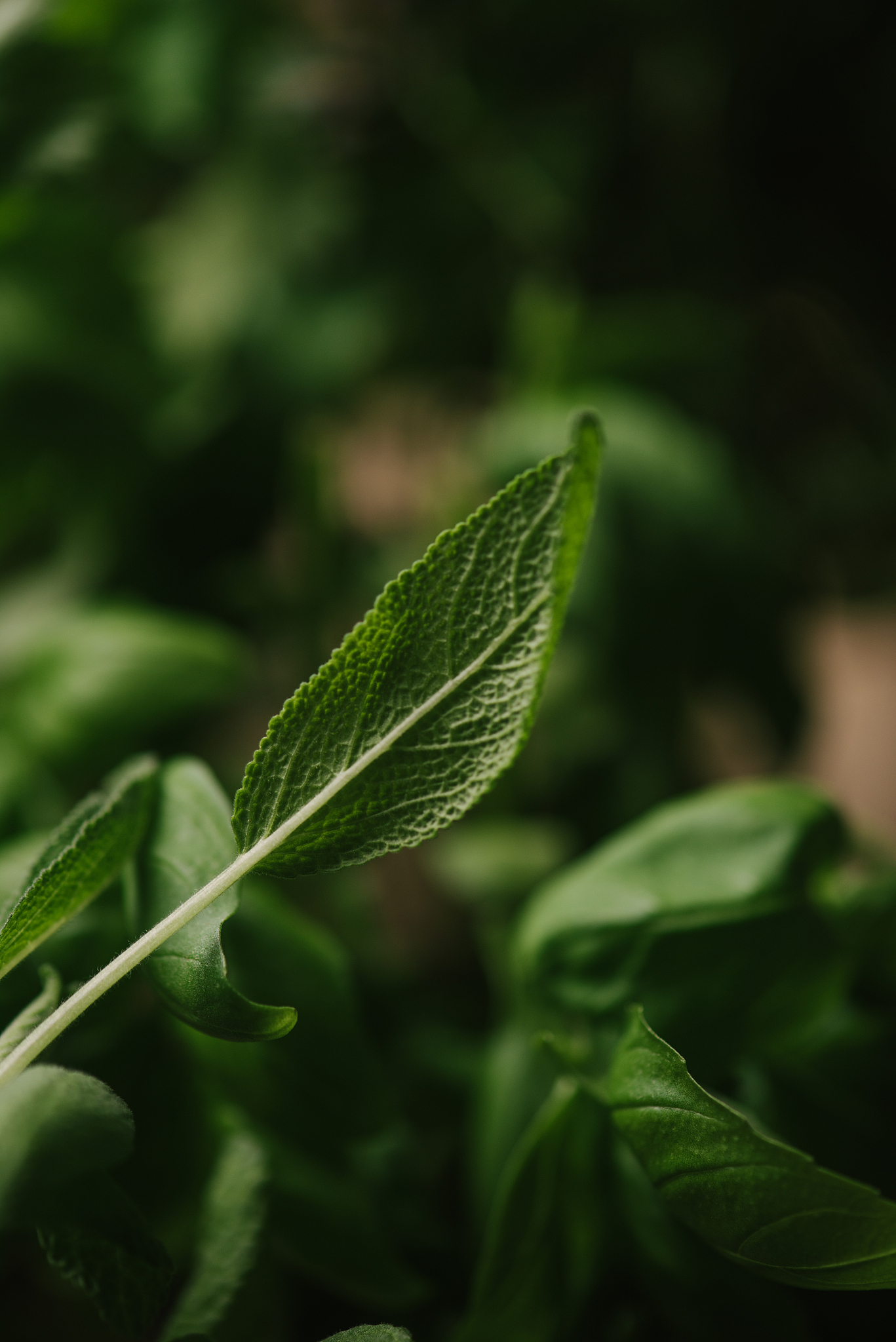 Drought Stress Enhances Soluble Sugar Accumulation in Salvia miltiorrhiza During Three Developmental Stages