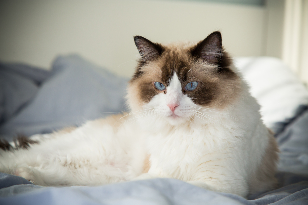 布偶猫从北京火车托运到廊坊过来的猫咪需要检查多长时间才能送回家