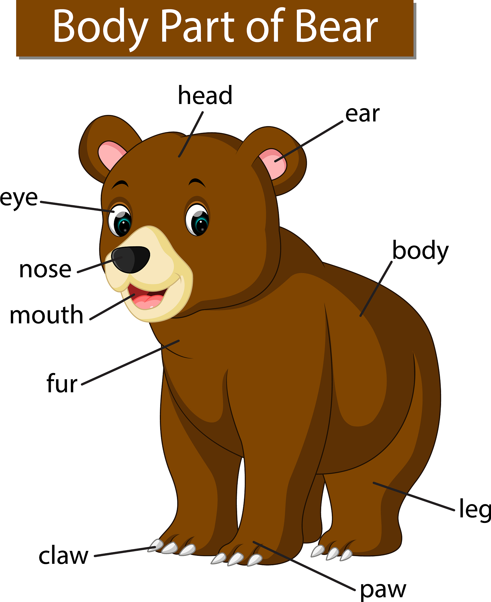 什么英语单词的意思是小熊