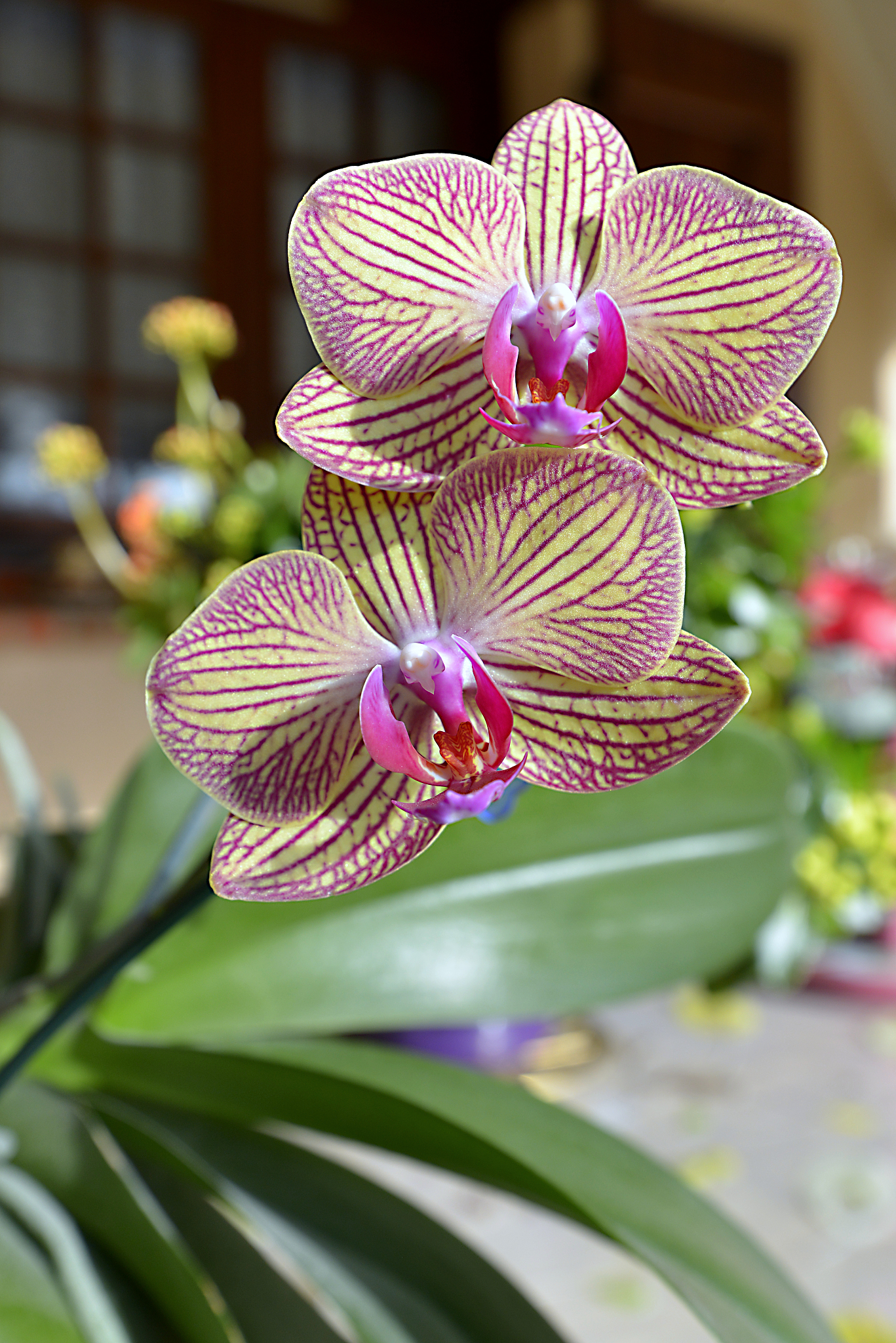 yellow and red orchids
