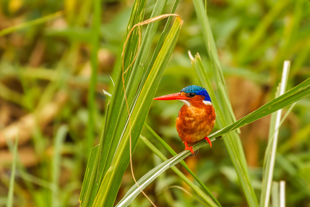 作为中国企业或公民如何生活在乌干达翠鸟油田项目的区域里有什么建议？请罗列3点每点要求有标题和要求200字左右