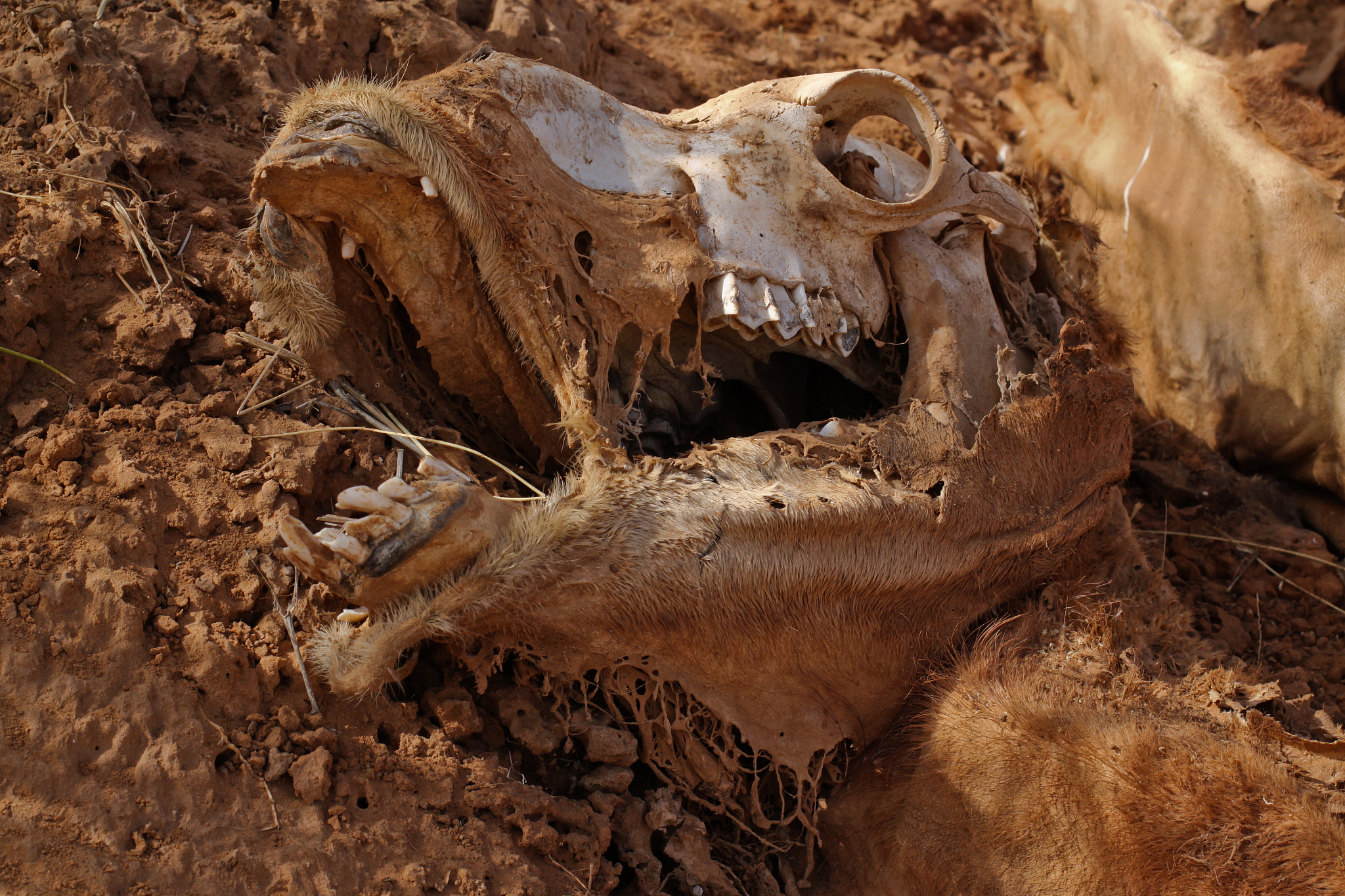 animal skull, africa