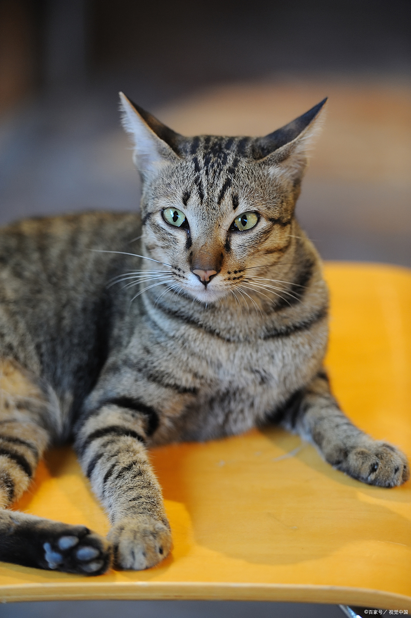 三花猫有公猫吗？