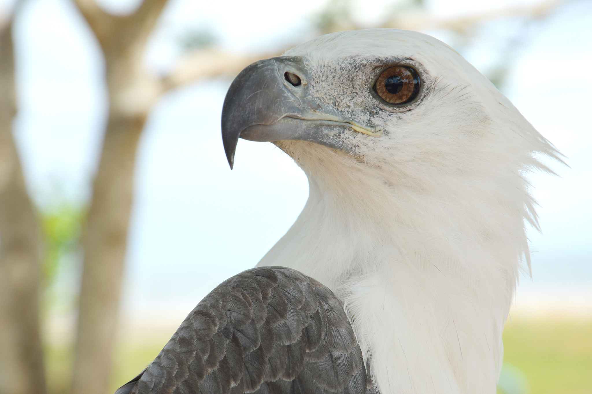 白头海雕：北美洲的象征，威武的空中霸主