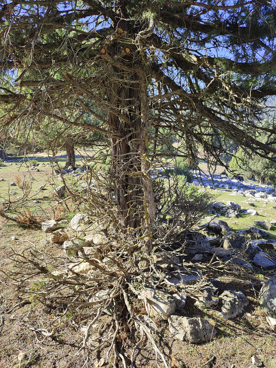 红豆杉树皮泡水喝的功效与作用，