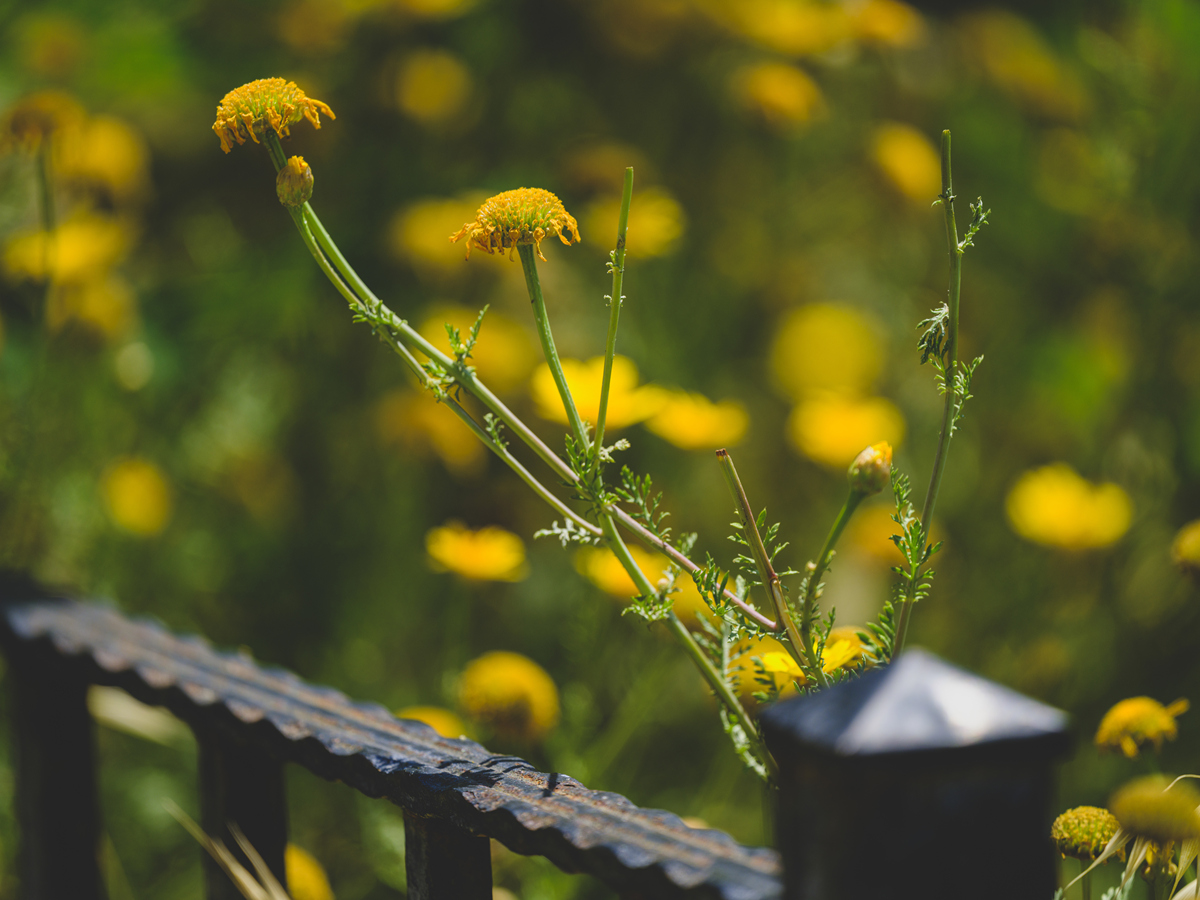阳光下的小灌丛：焦距与景深的艺术