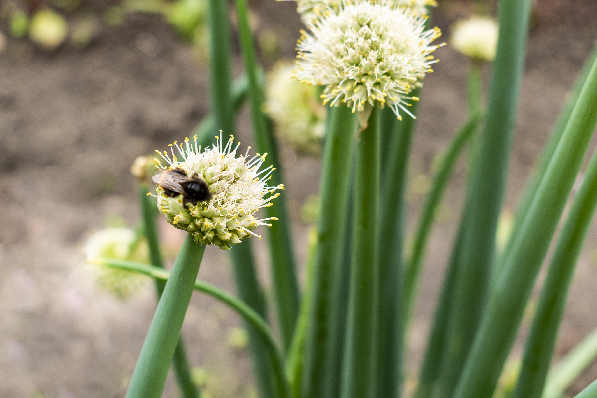 overblown chives heads with insect bee in spring / summer garden
