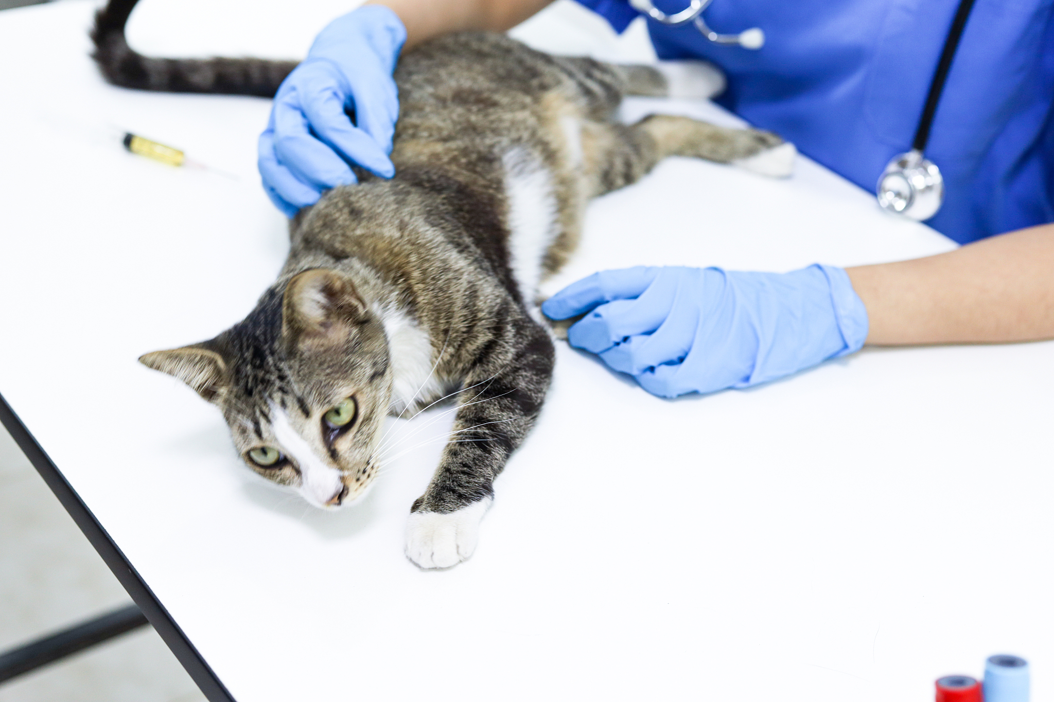 但妈妈不想承担责任她的老猫死了她说她照顾一只猫 35 年就够了