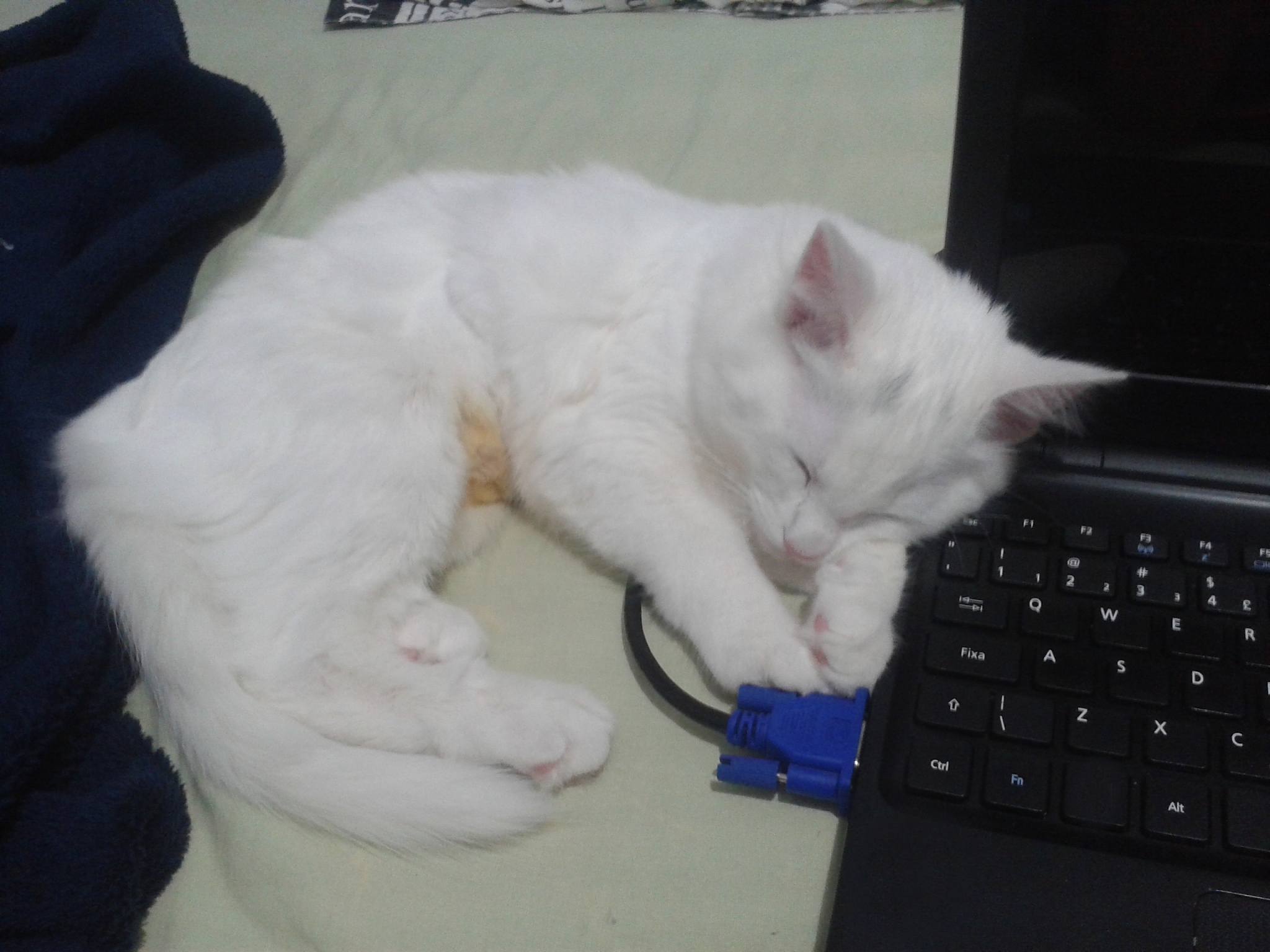 🐱铲屎官必看！10个关于猫咪的爆款标题，让你轻松涨粉！