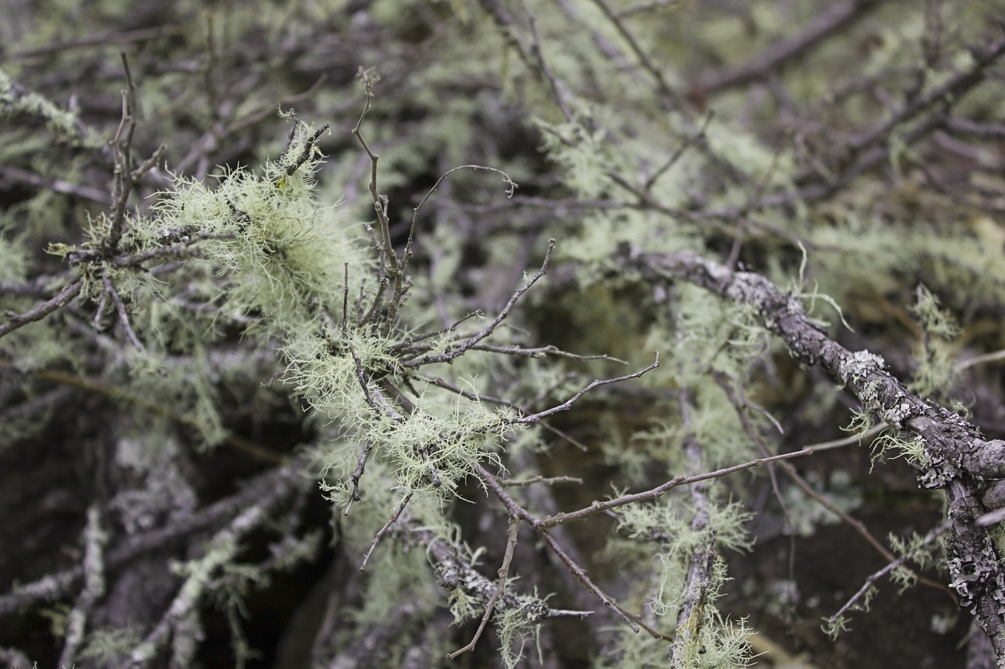 lichen
