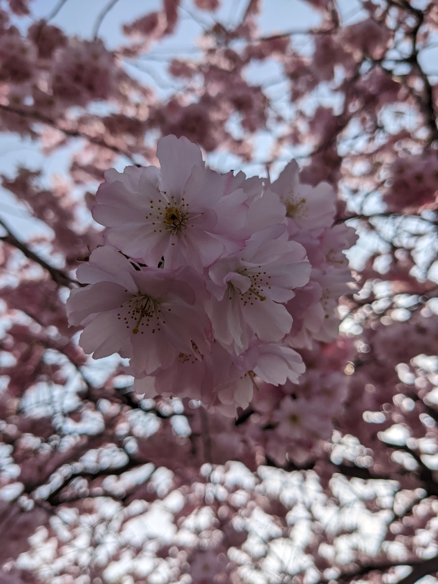 桃花 樱花 梅花 区别