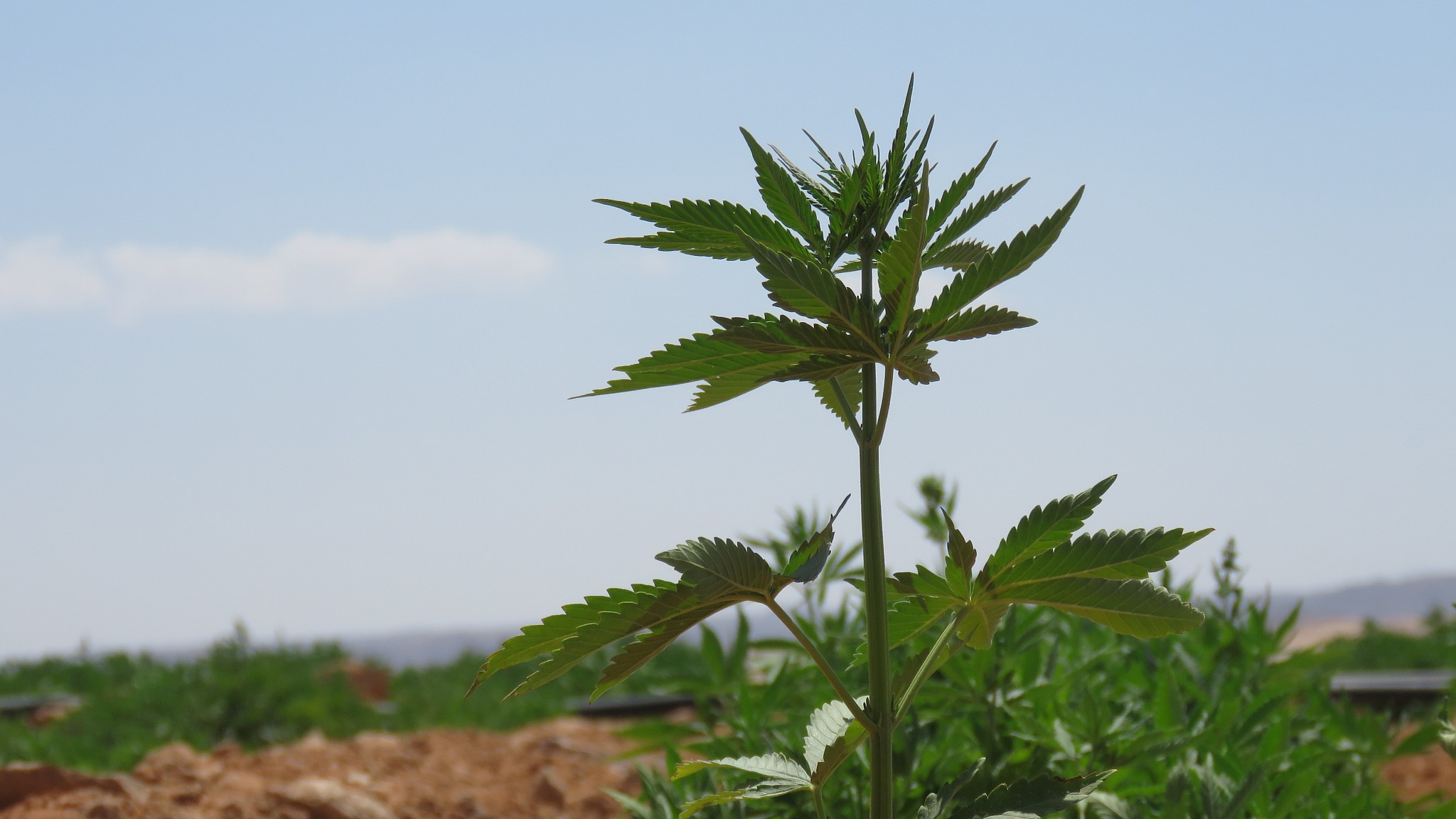 green leaves of medical marijuana,cannabis or weed plant