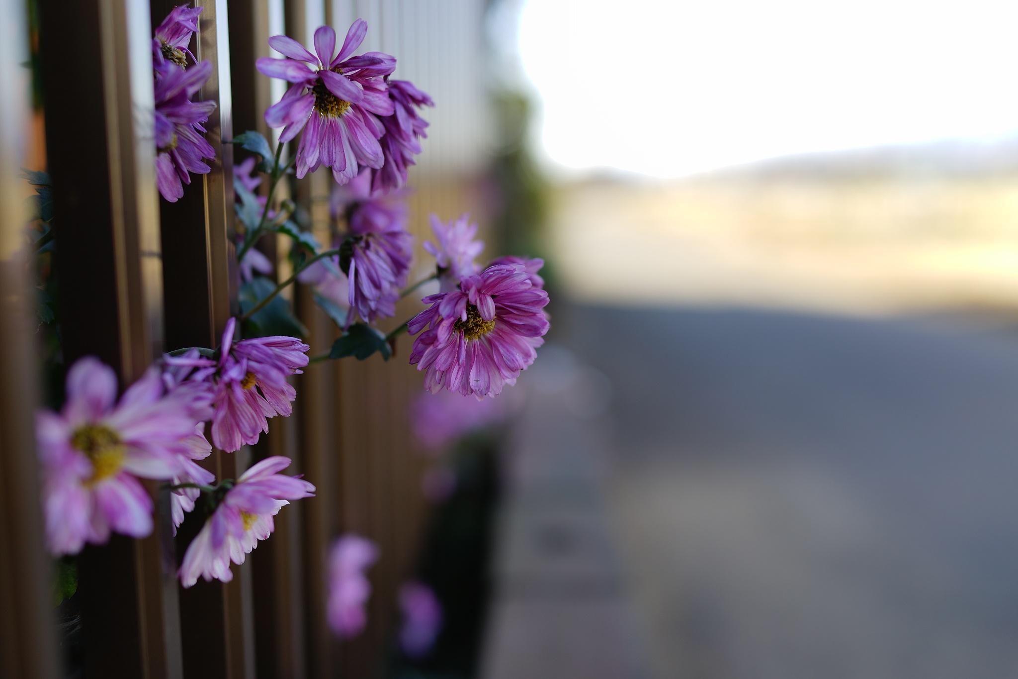 请帮我写1篇650字博客文章主题是：喝醋有什么好处