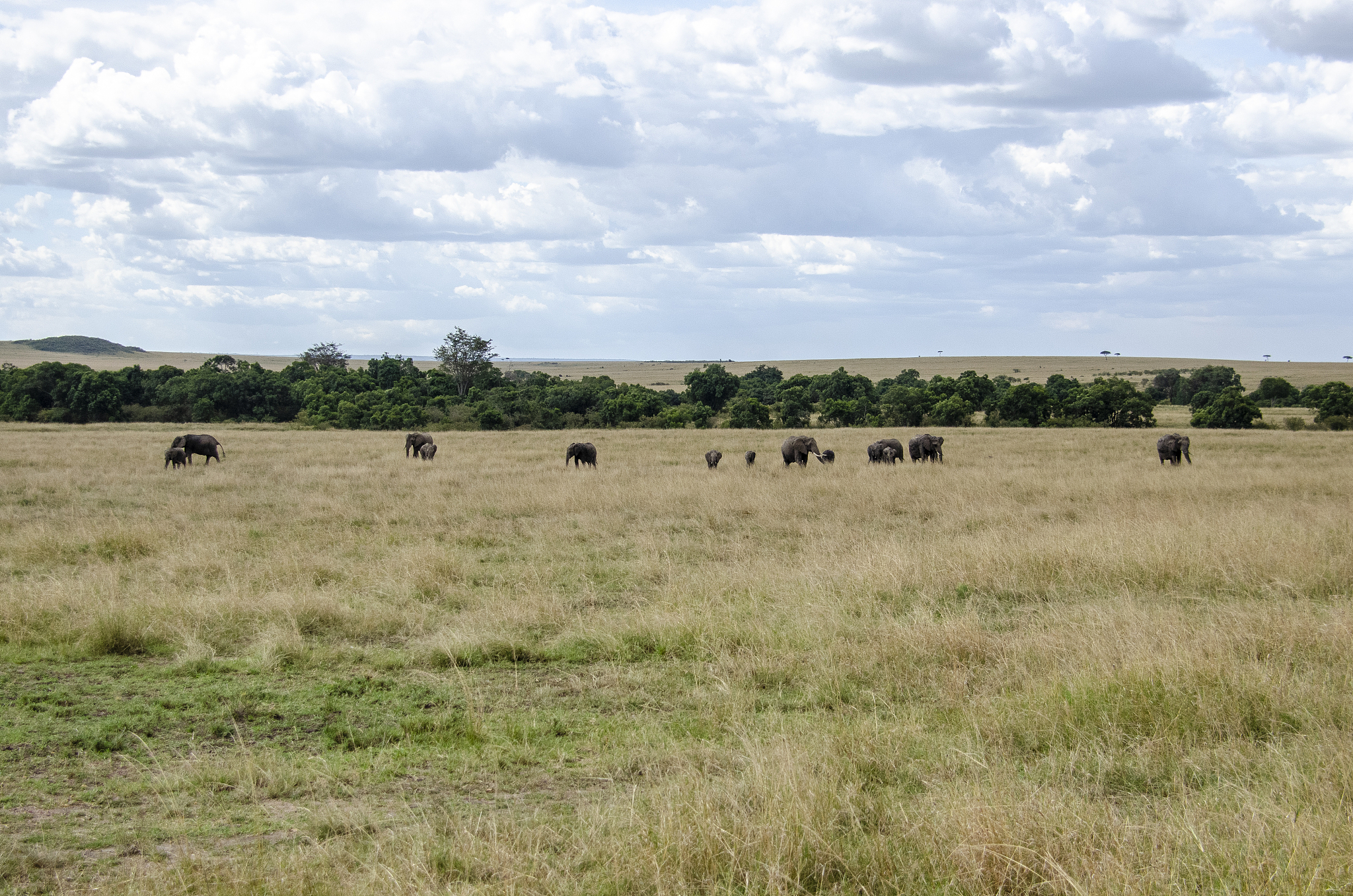 an elephant herd grazing in the grasslands of masai mara nationa