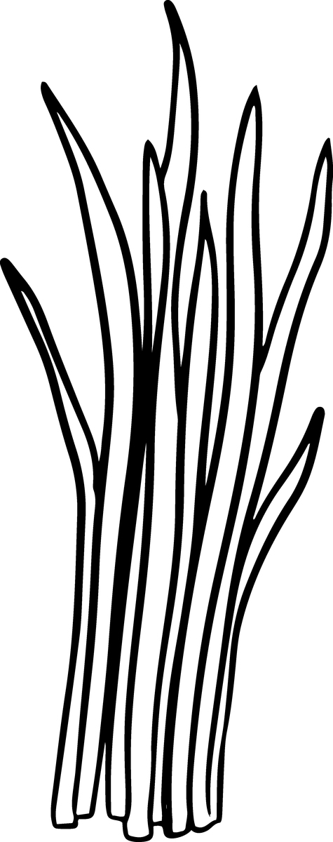 海带简笔画手绘插画