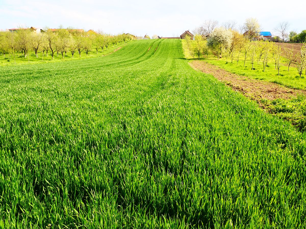 写一首表达兴奋情绪的中文乡村歌曲歌曲表达的主题为爱情歌词结构为verse1、verse2、Pre-Chorus1、chorus1、chorus2、verse3、verse4、chorus3、Bridge1、chorus4并确保chorus1、chorus2、chorus3、chorus4、verse5、Pre-Chorus2、chorus5、Bridge2、歌词不重复每段歌词结尾使用中文mengw