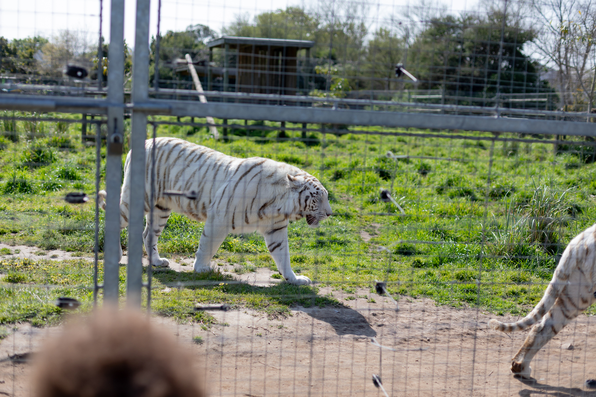 大连森林动物园发展的优势1000字