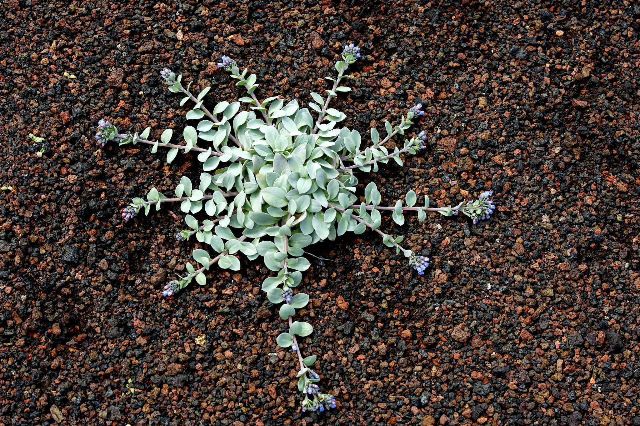 植物学考试好难我该怎么办