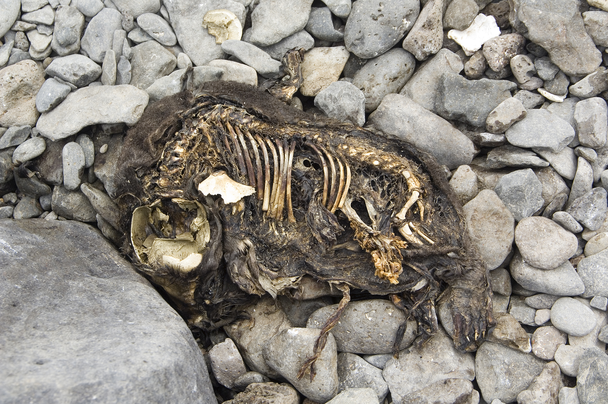 skeleton of baby sea lion cub, galapagos islands