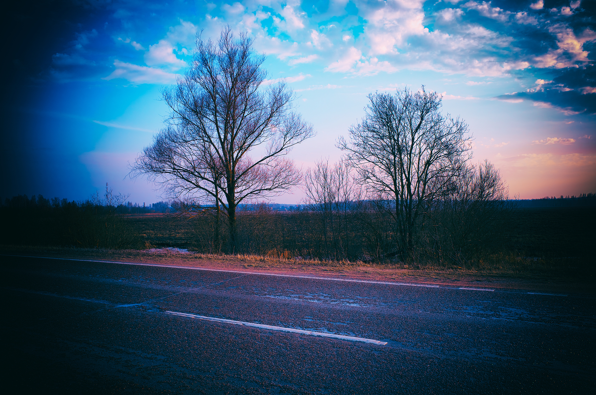 two trees near asphalt road sunset background