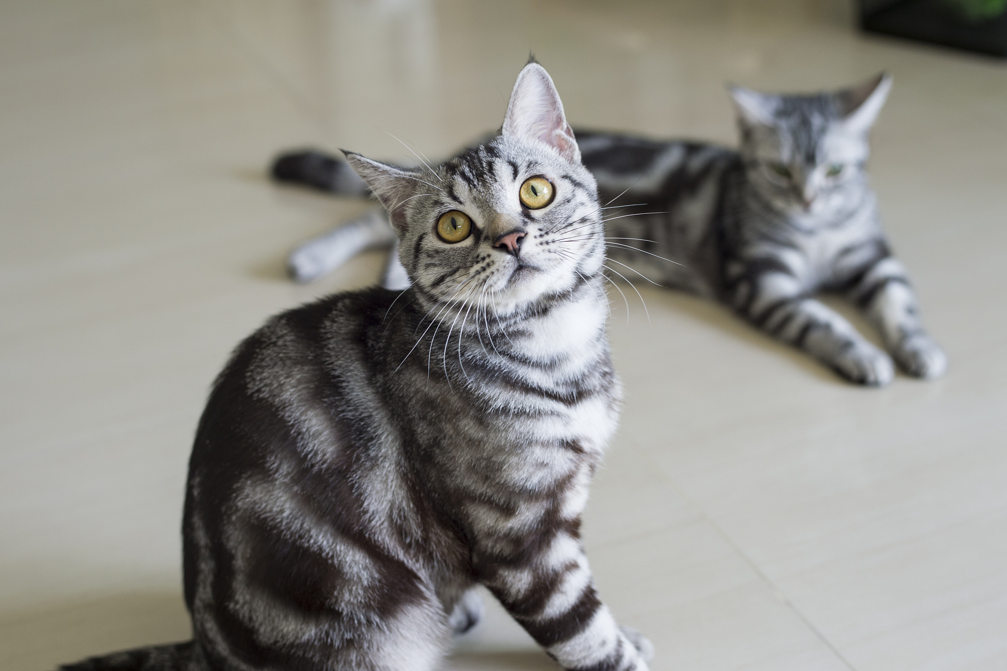 如何挑选一只赛级美卡