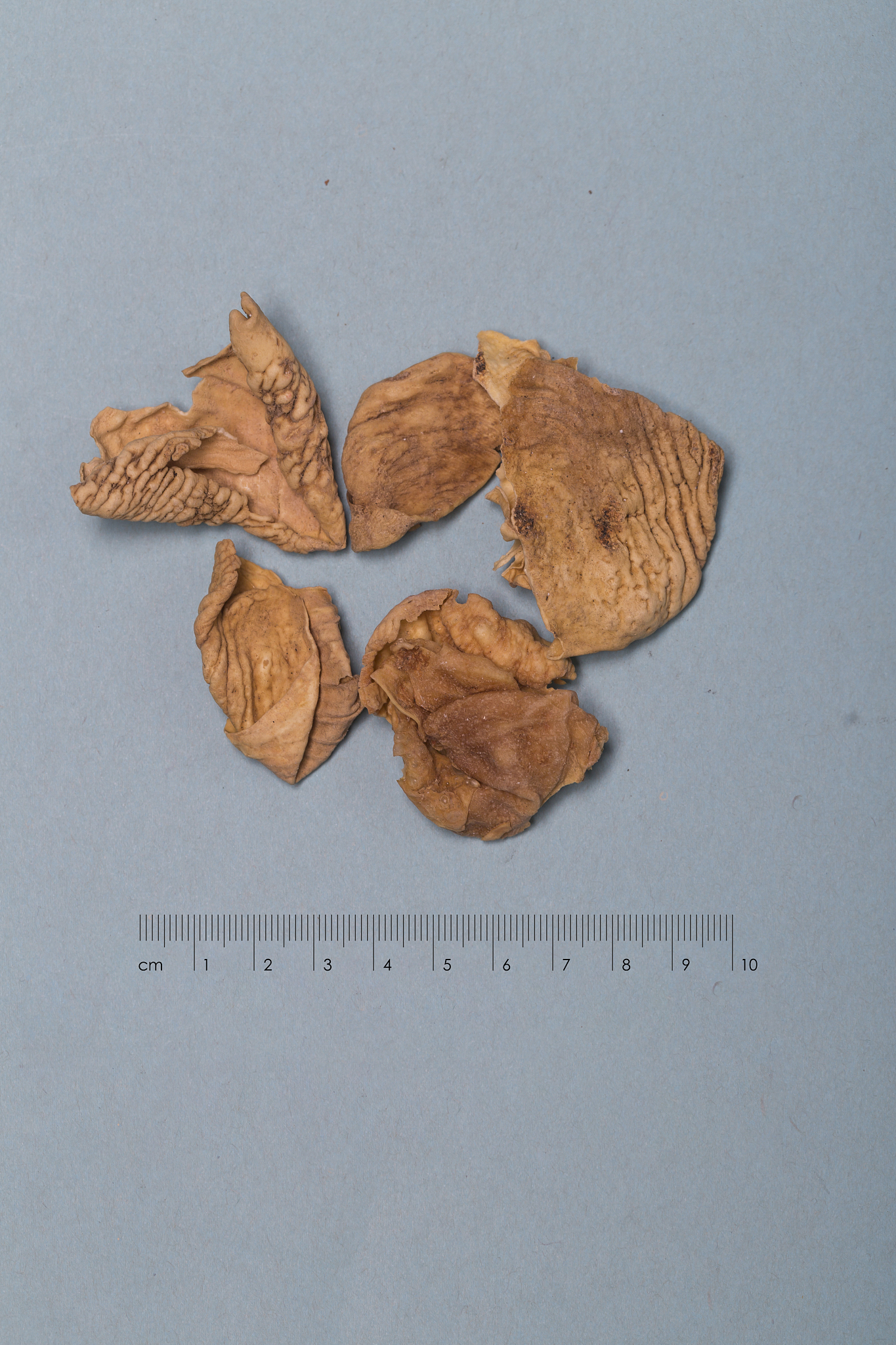 鸡内金用量一般多少克