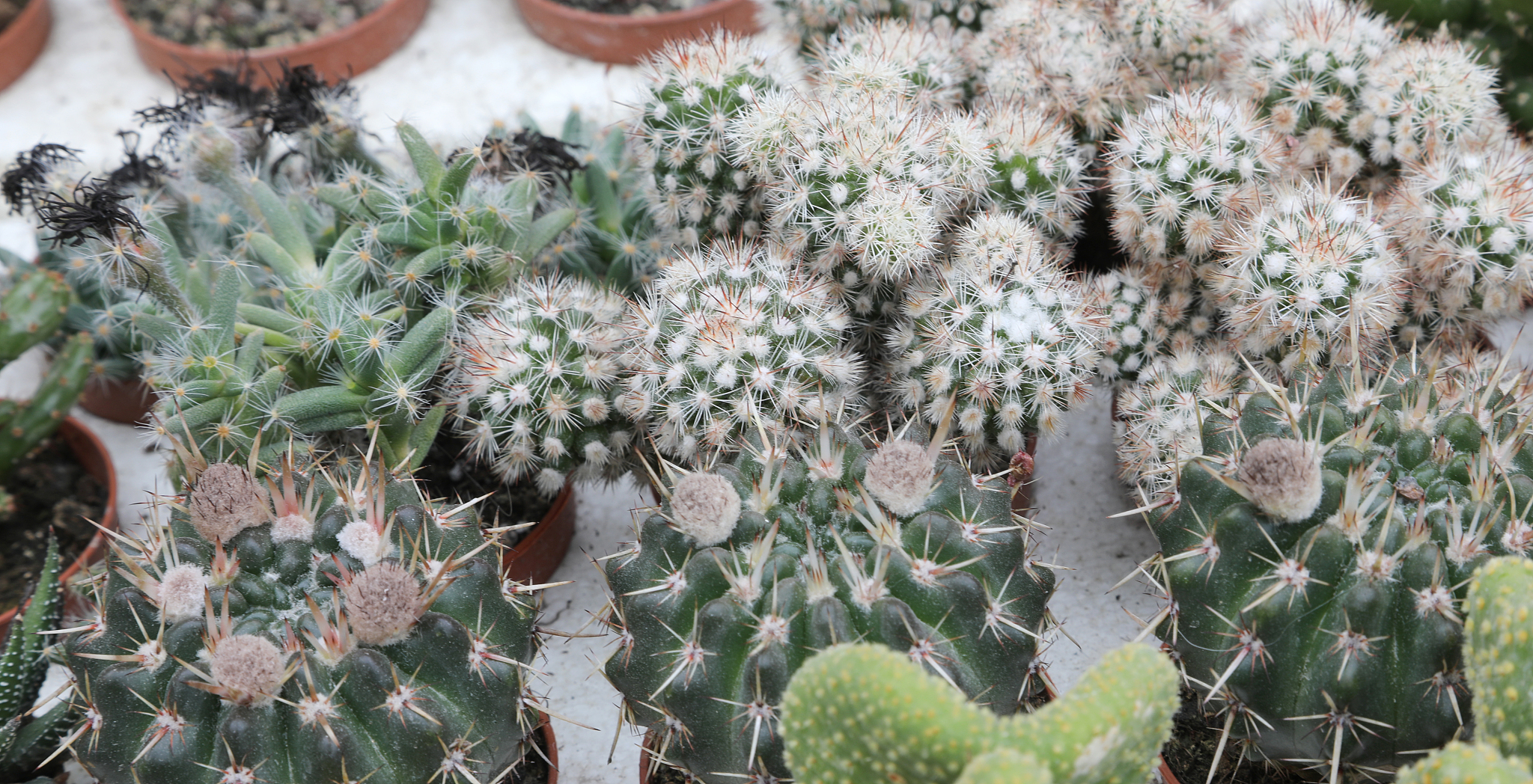 succulents plants for sale at market