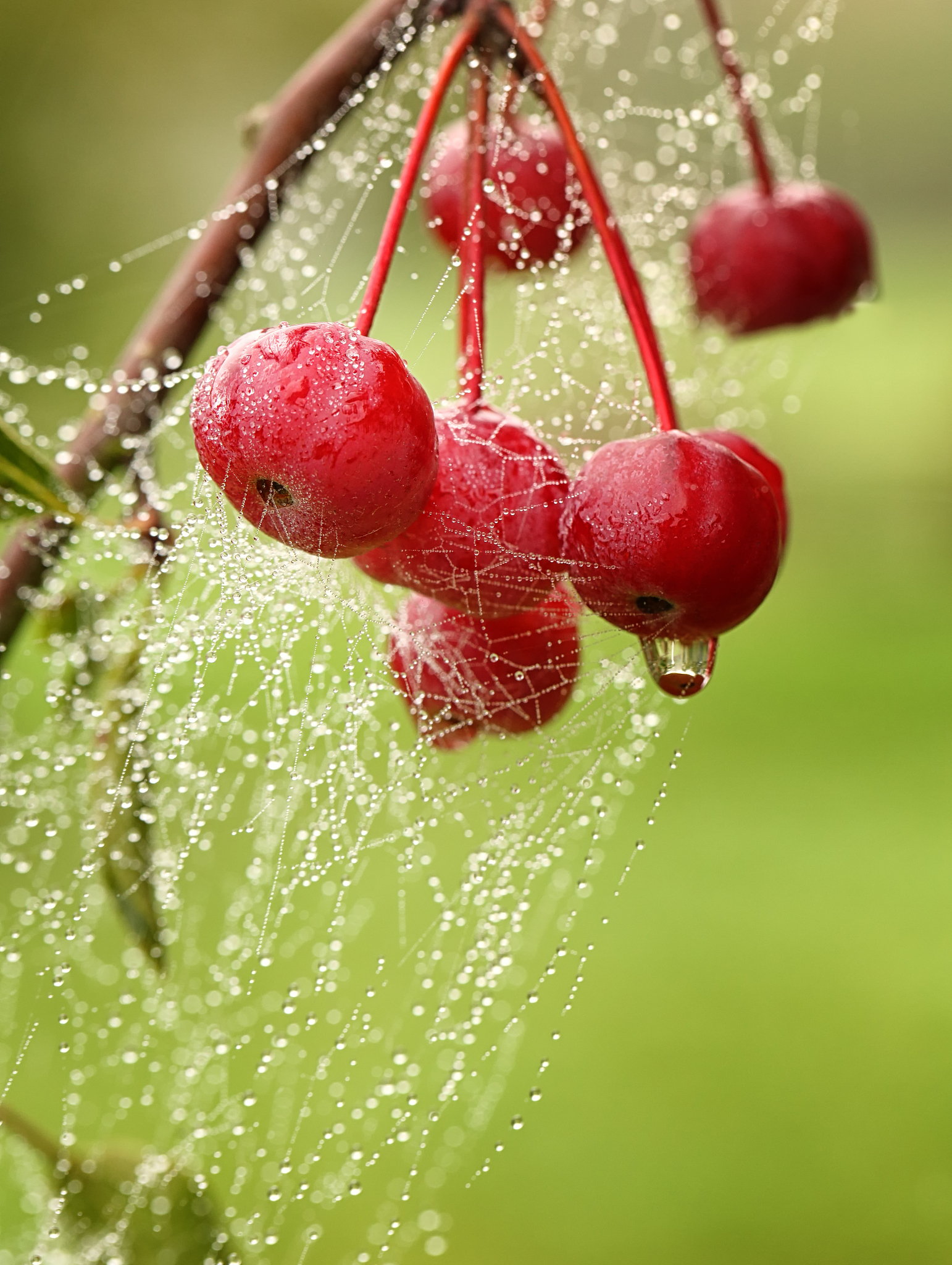 macro nature photography