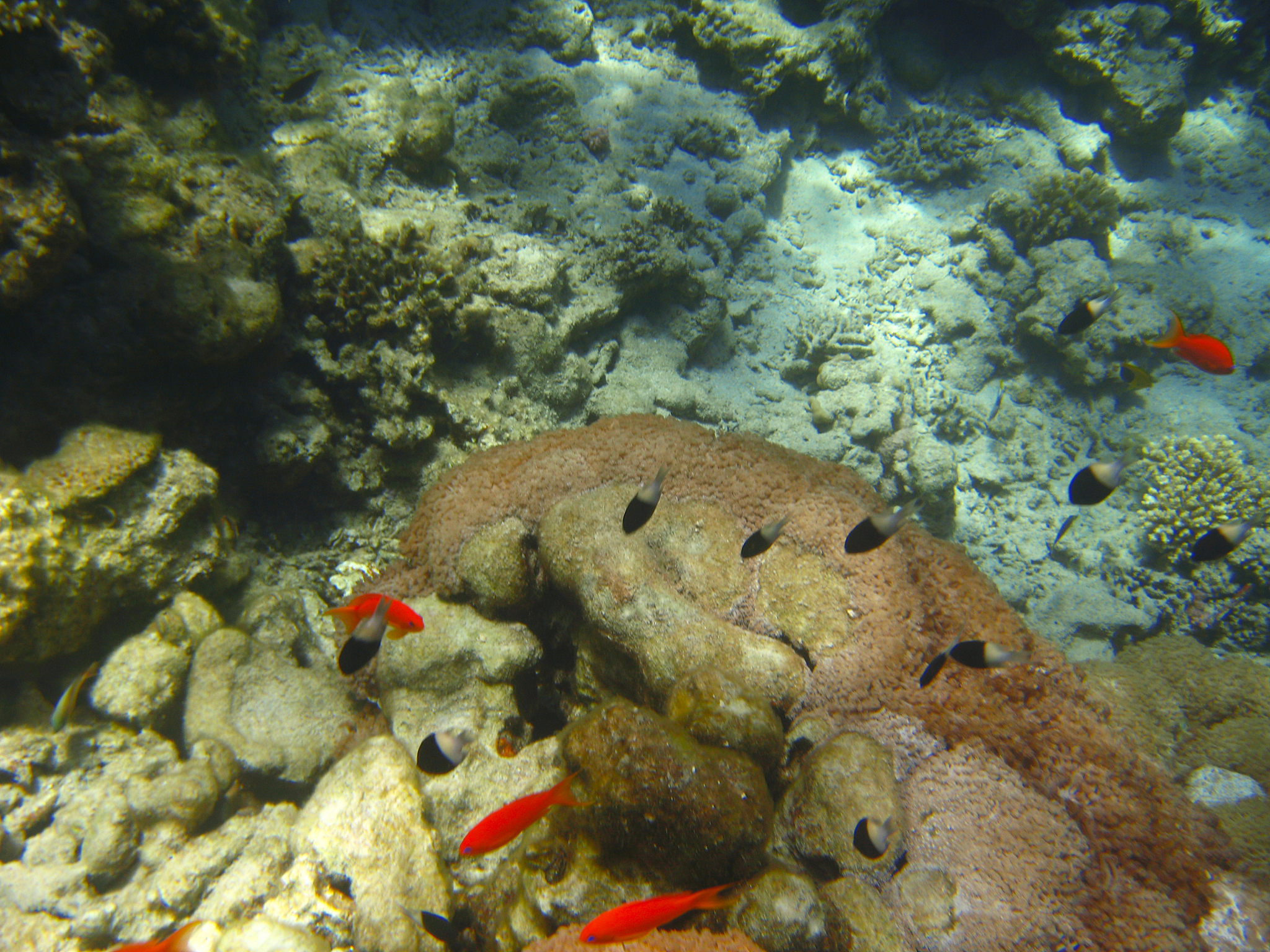 small tropical exotic fish red colors and blue eyes moving over 