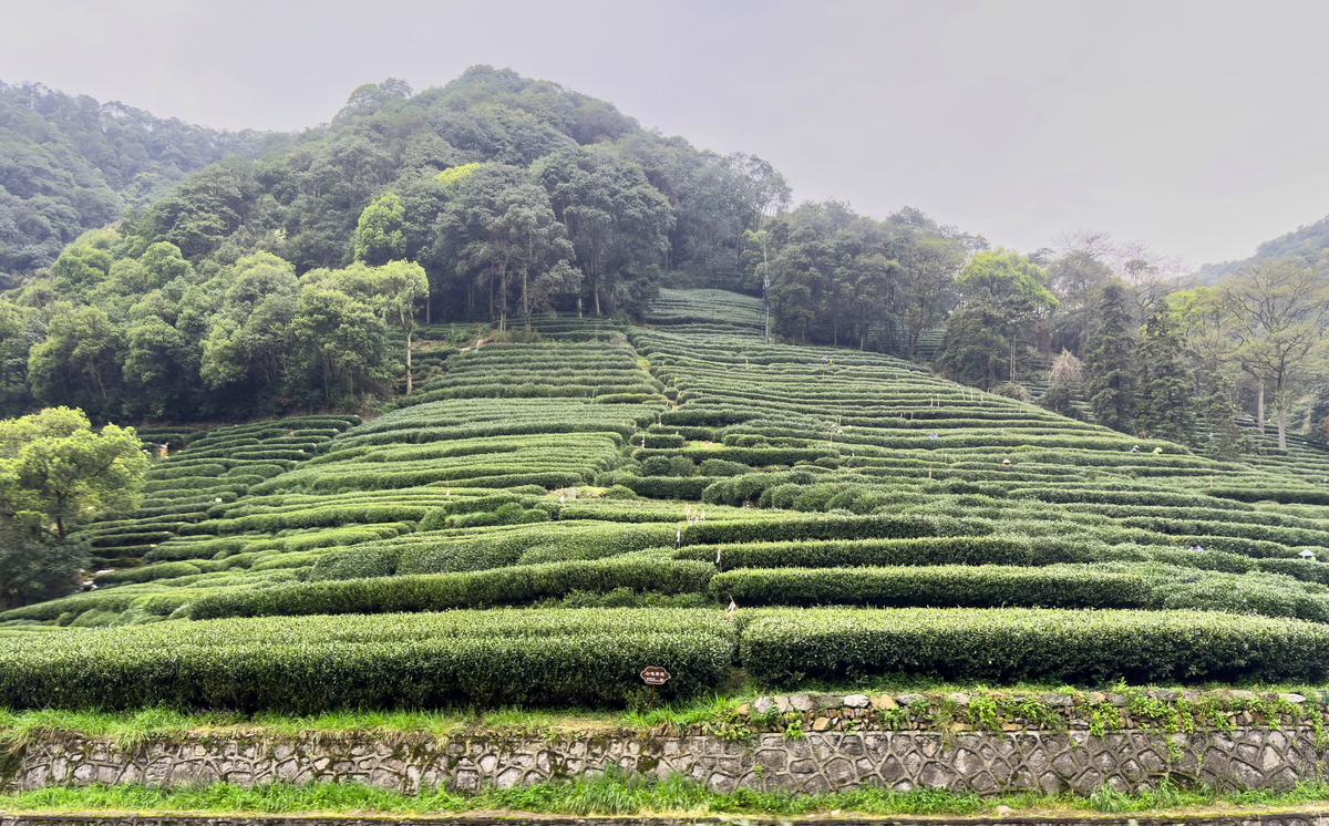 龙井茶产地在哪？带你探寻龙井茶的故乡