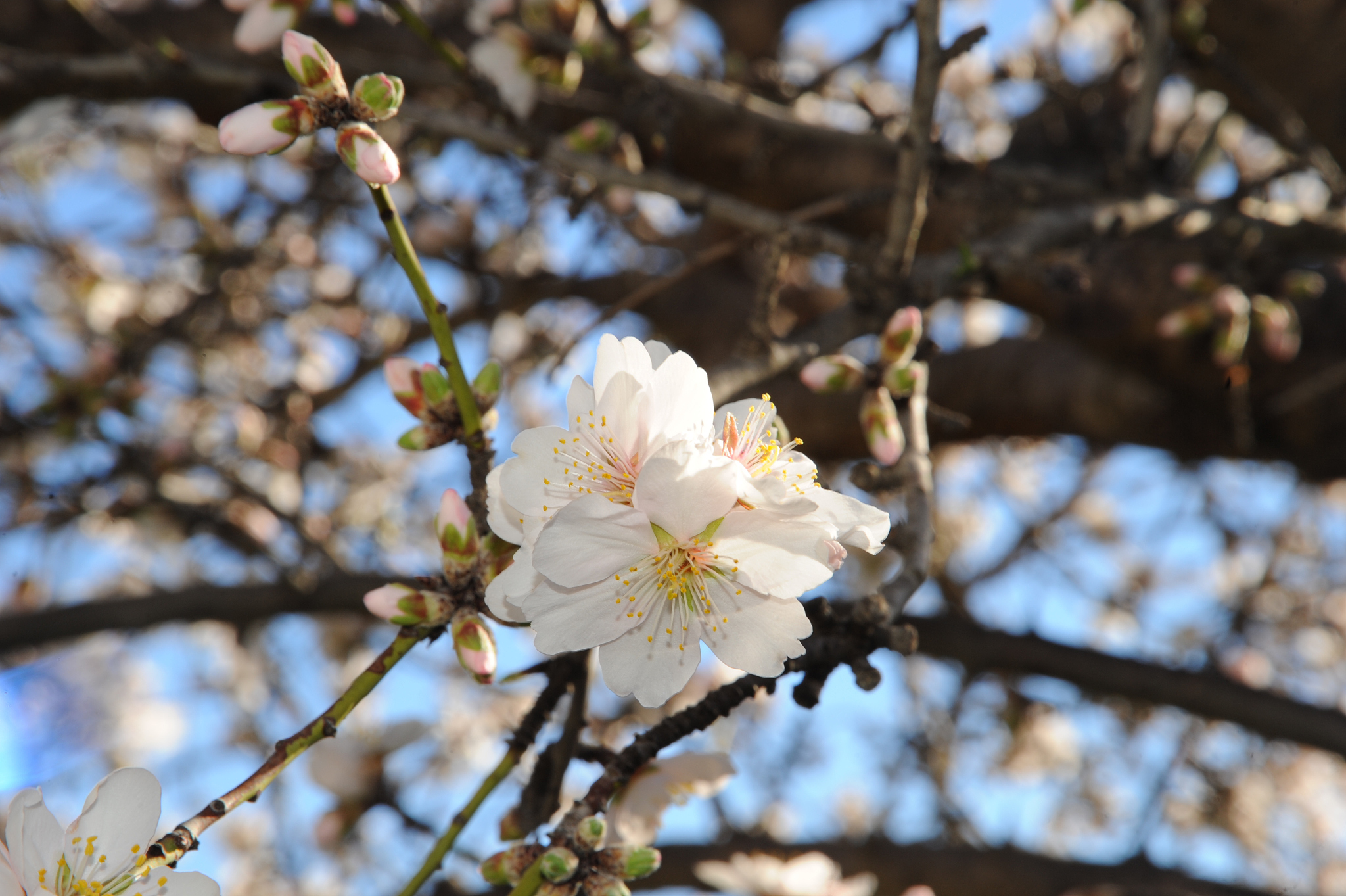 mandelblüte in spanien