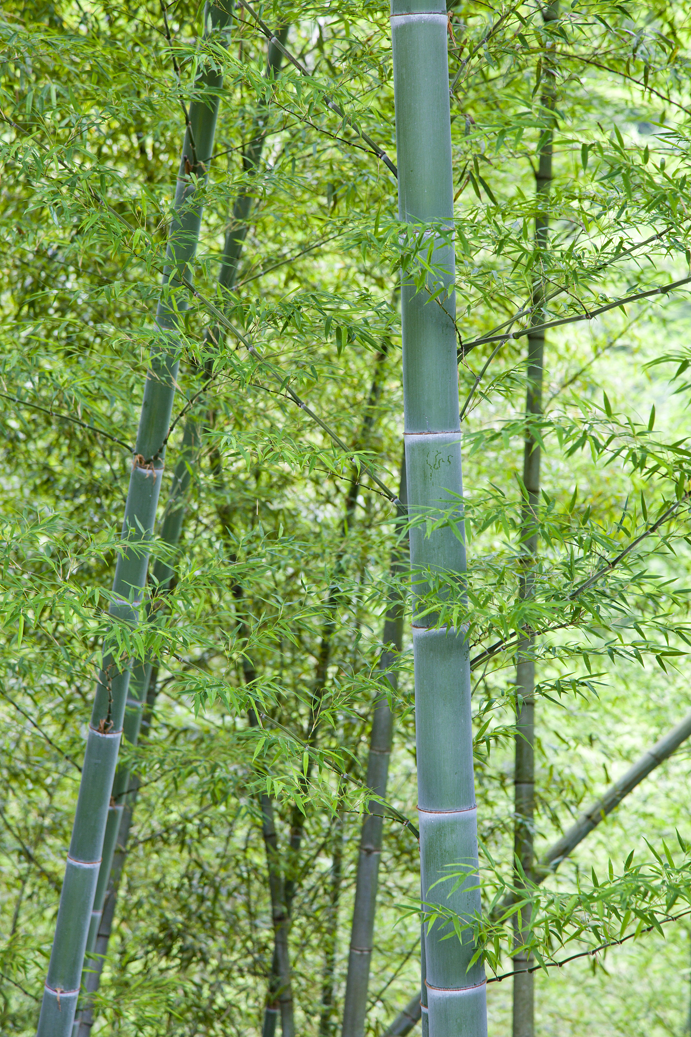 bamboo