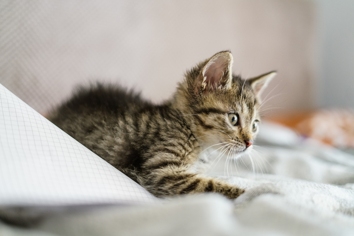 写出20条关于猫的宠物文章标题