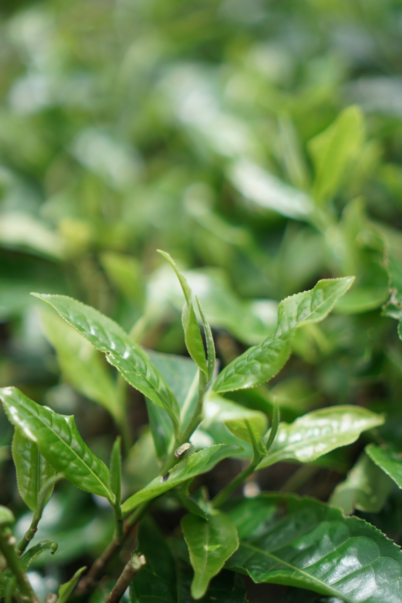 在这片神奇的土地上,生长着一种名为"连南大叶茶"的珍稀茶叶