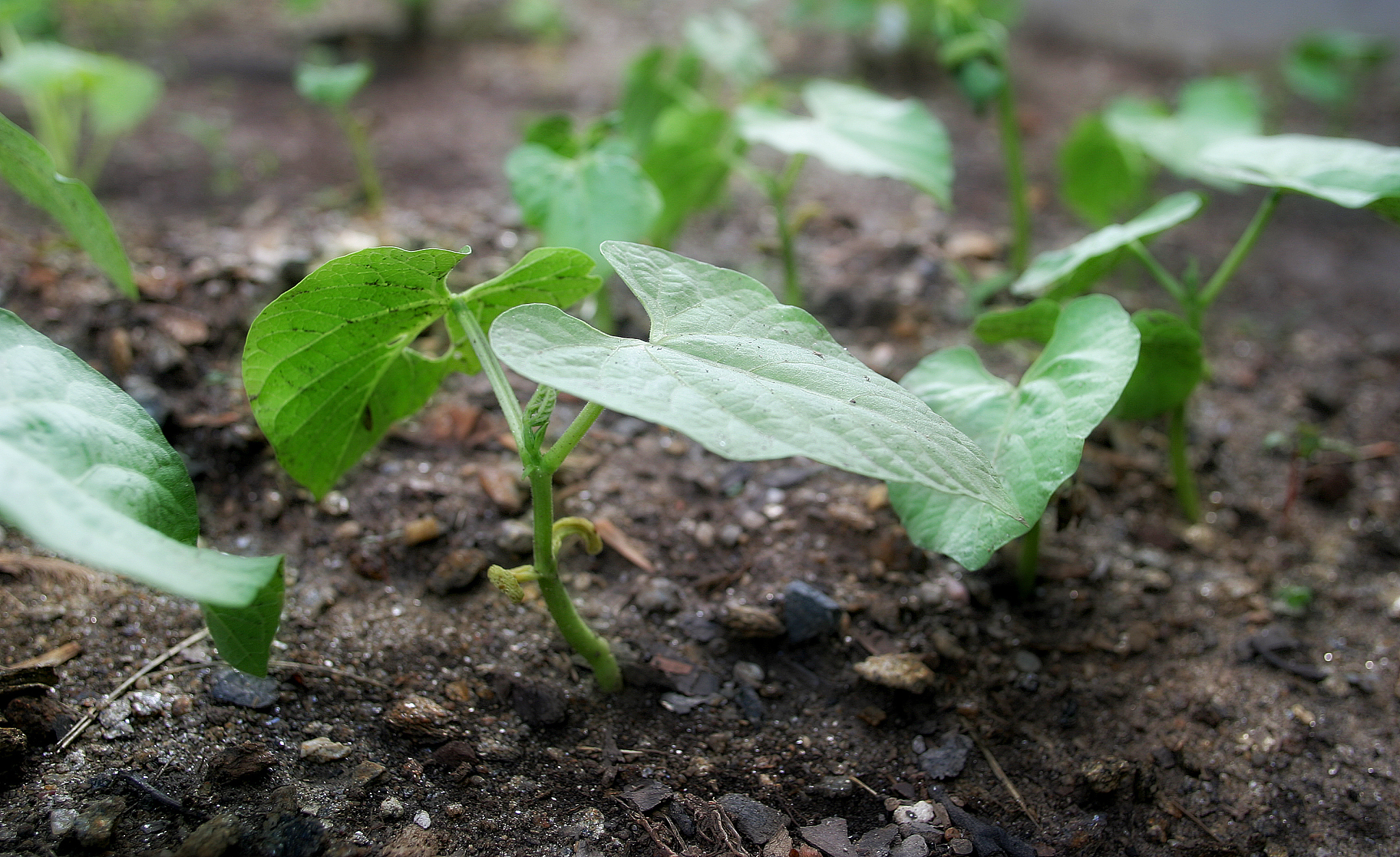 请梳理以下文字有限型、亚有限型相对于无限型较为早熟将亚有限基因型导入抗旱品种中也可以扩大蚕豆在青海、甘肃等地区高寒农牧区的种植规模。
