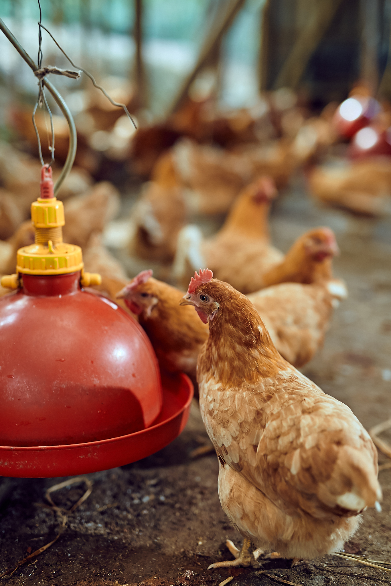 皖南三黄鸡：优点、缺点及养殖特点