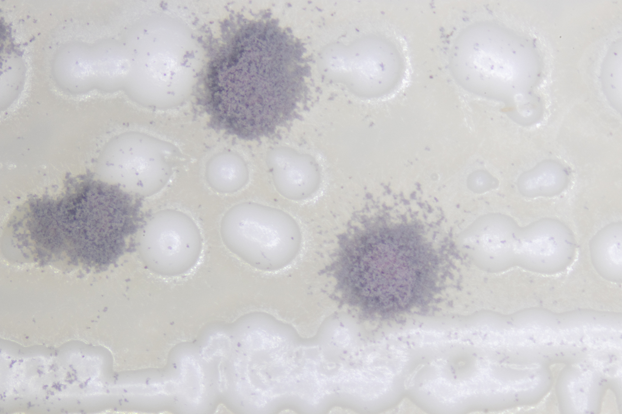 Chaetomium中文