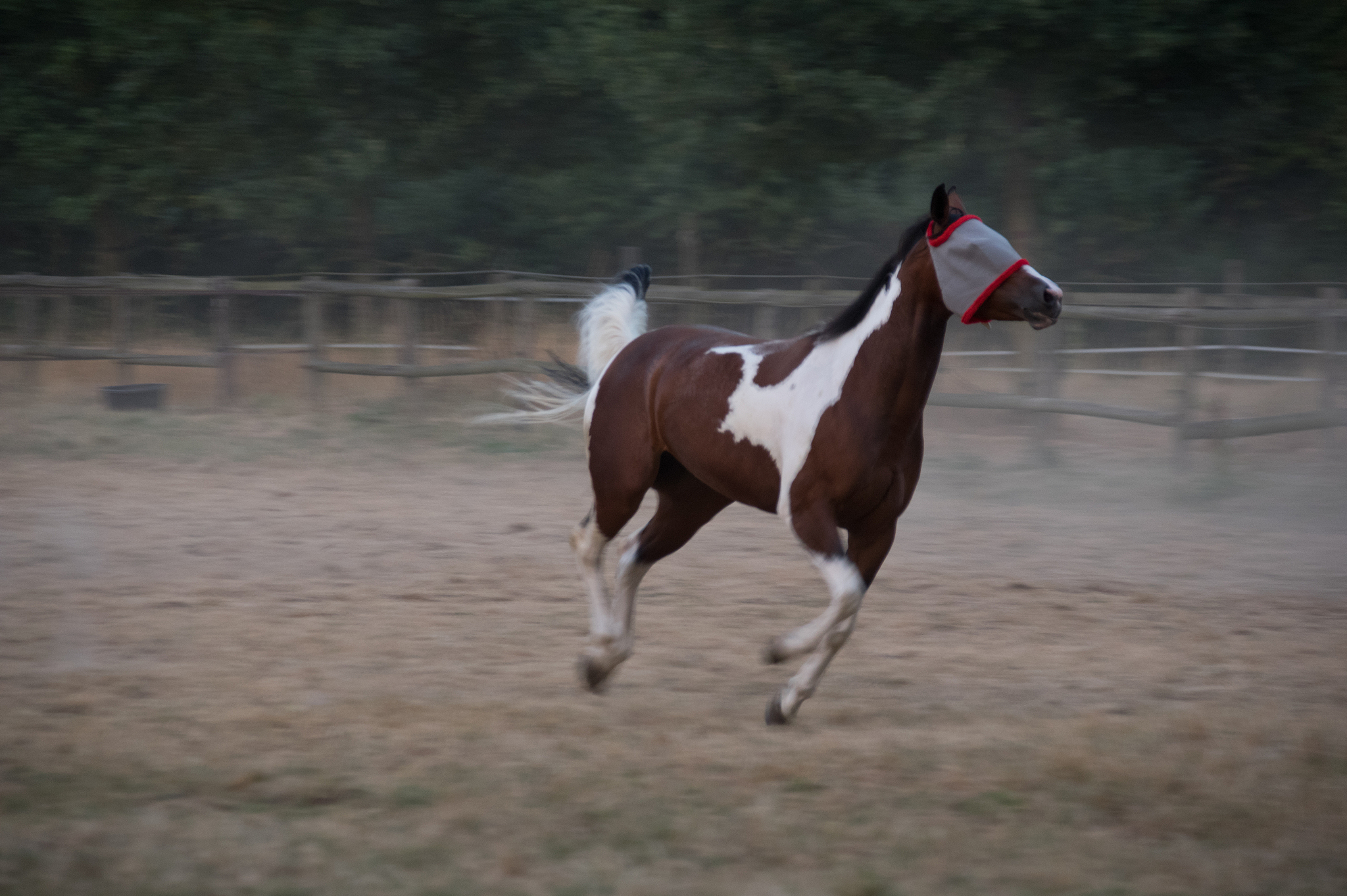 running horse