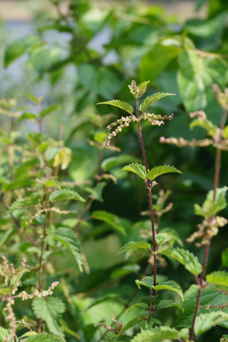 没药功效与作用：止血消炎、治疗口腔溃疡、皮肤疾病等