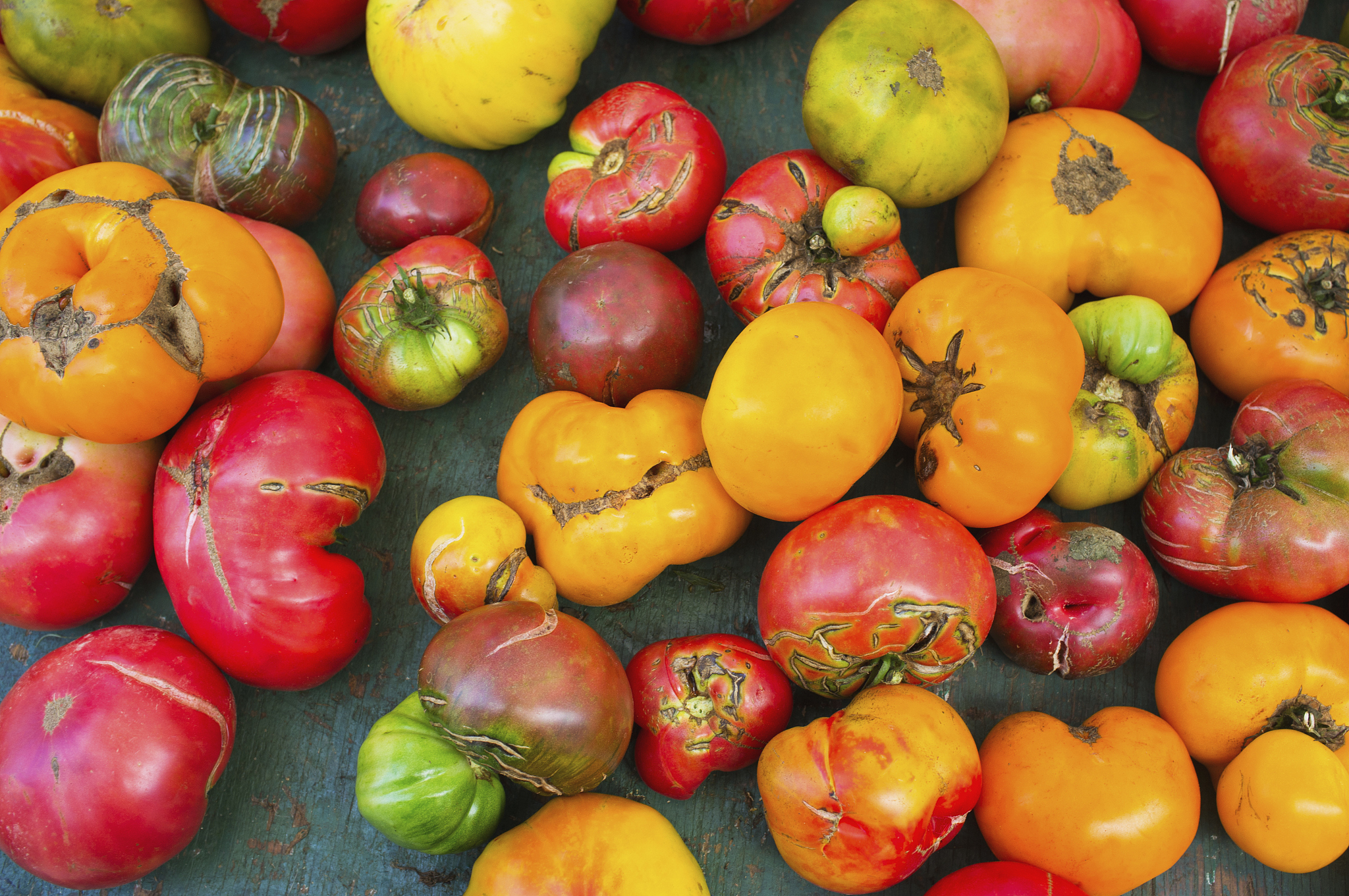 关于日灼果与营养元素的关系