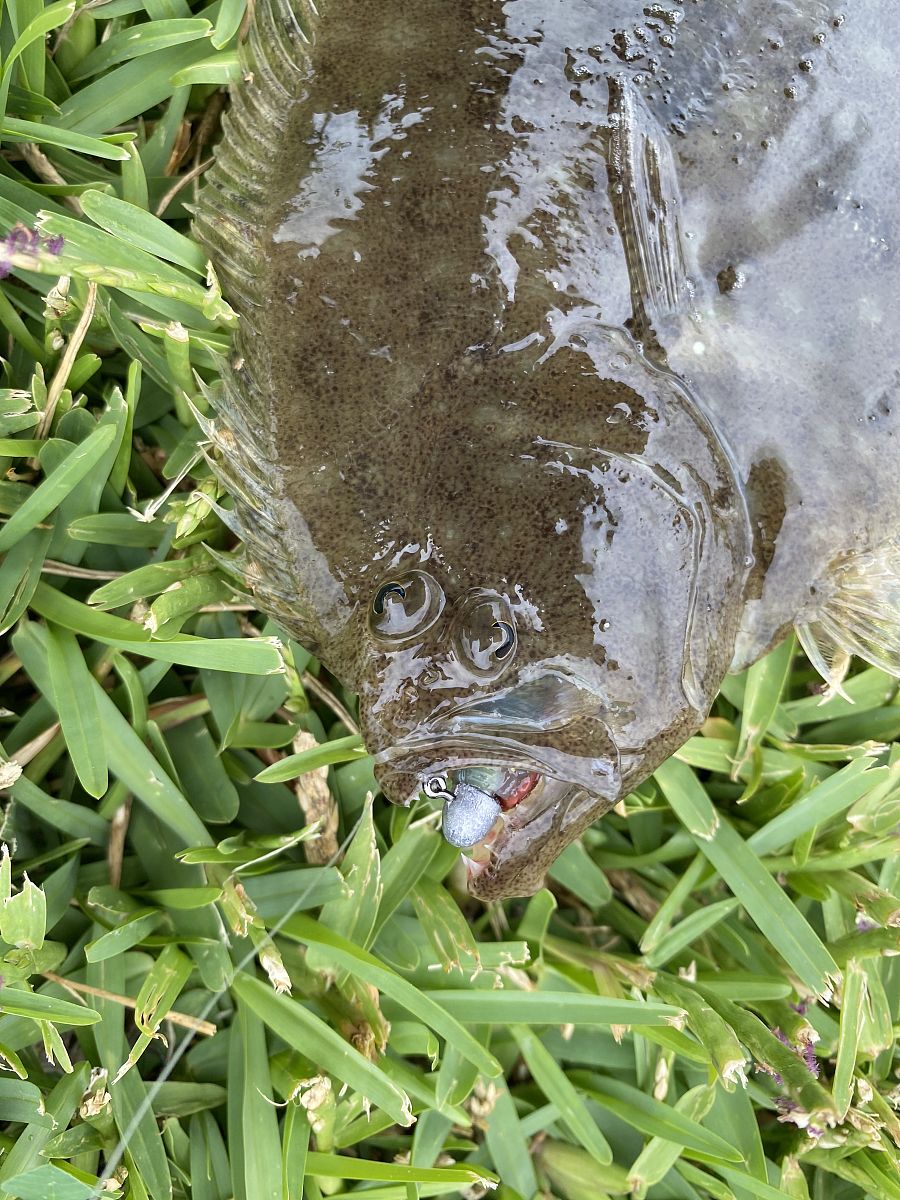 半滑舌鳎养殖技术