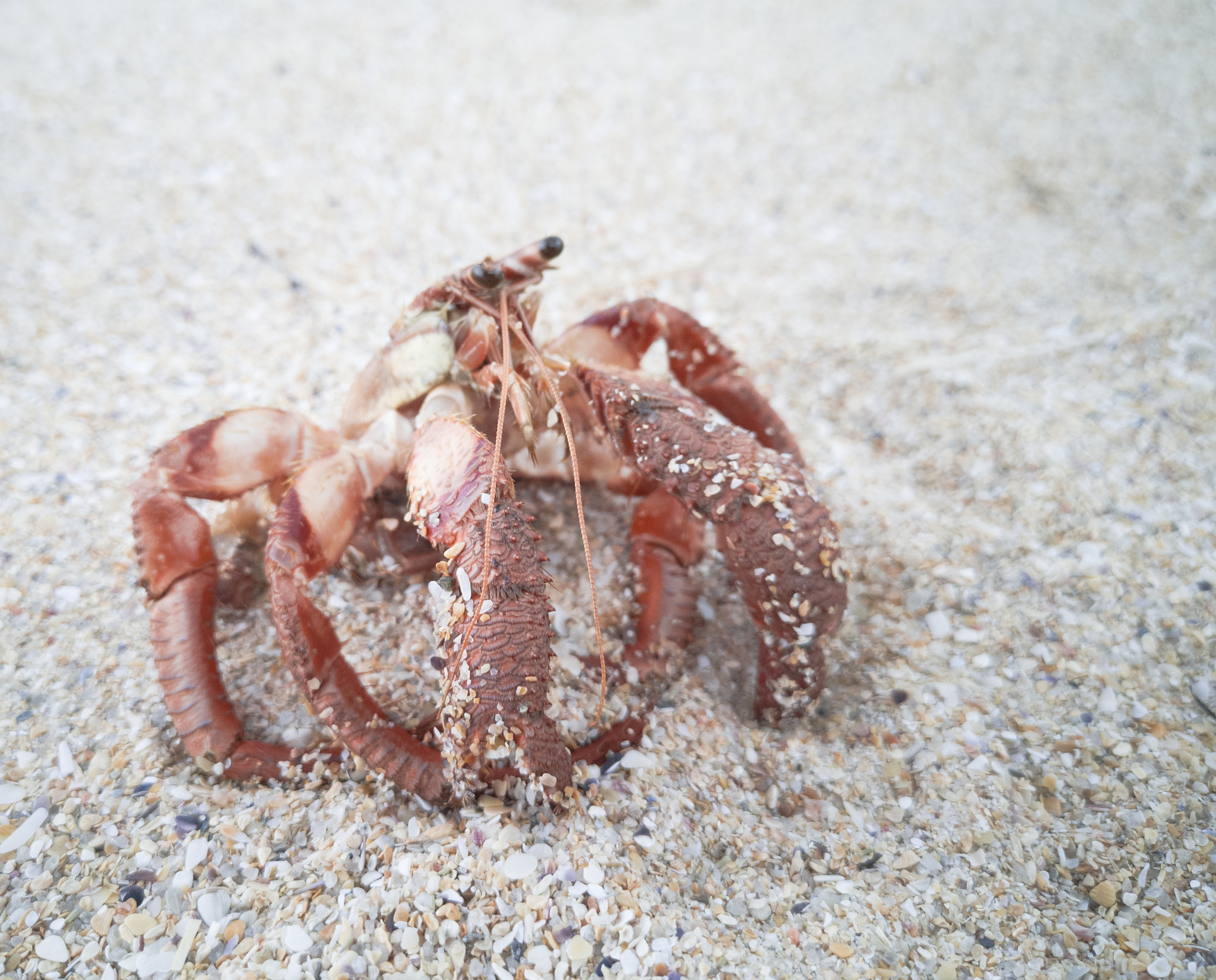 请帮我用伪原创修改一下以下文章：知道吗你每吃一只帝王蟹都是在拯救世界今天就带你看看在海洋里泛滥成灾的帝王蟹 大家先点个赞 活跃一下账号接着看再看全世界的蟹类超过4500多种帝王帝王蟹不是最大的地球上最大的螃蟹是一种蜘蛛蟹叫甘氏巨獒蟹最大的样本将腿展开后可以达到了42米帝王蟹不仅不是最大的螃蟹甚至可以说都不是螃蟹是不是小脑瓜又嗡嗡的了别蒙我给你捋一下啊十足目下边分短尾下目和异尾下目咱们平常称作螃蟹的