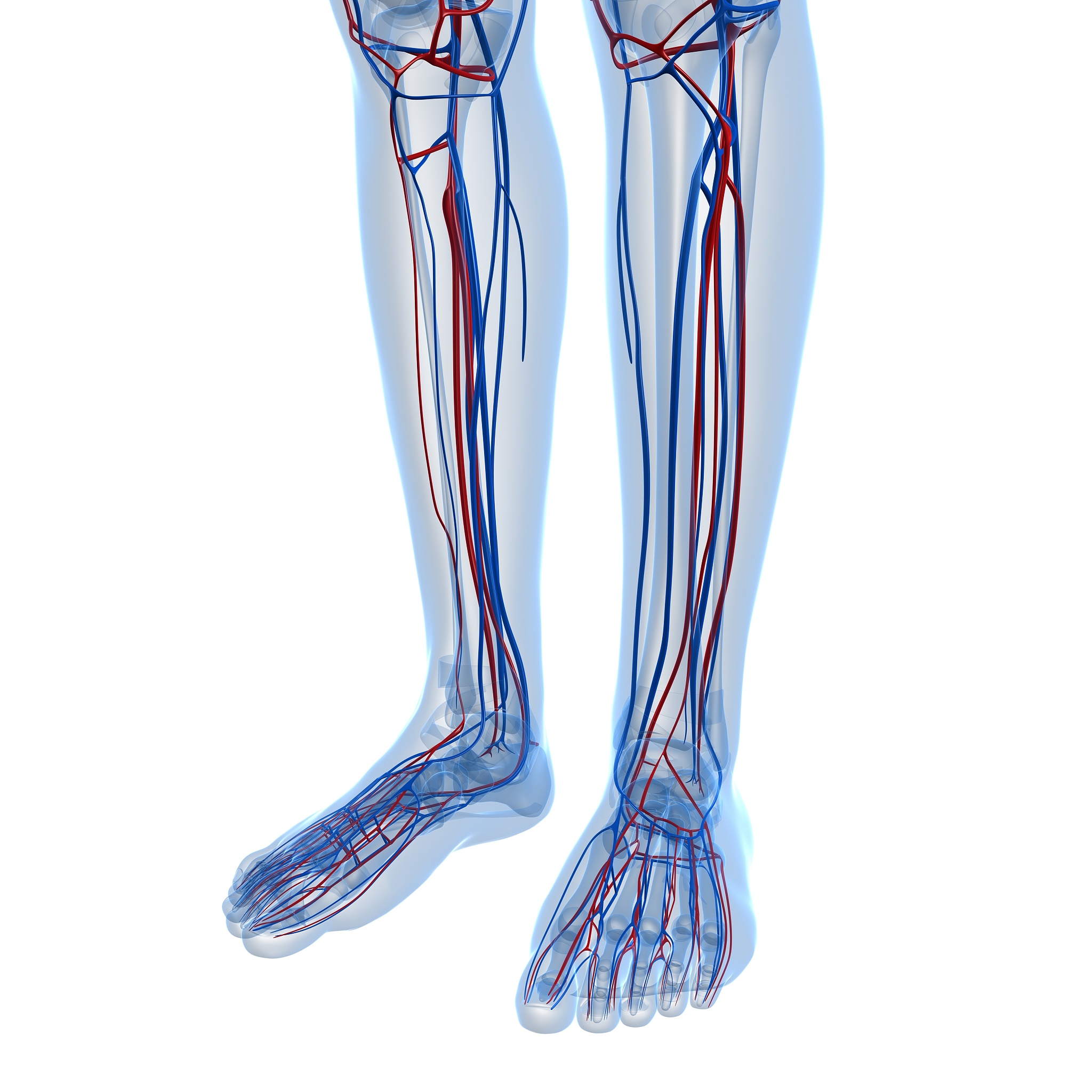 正中动脉: 人类进化的线索?