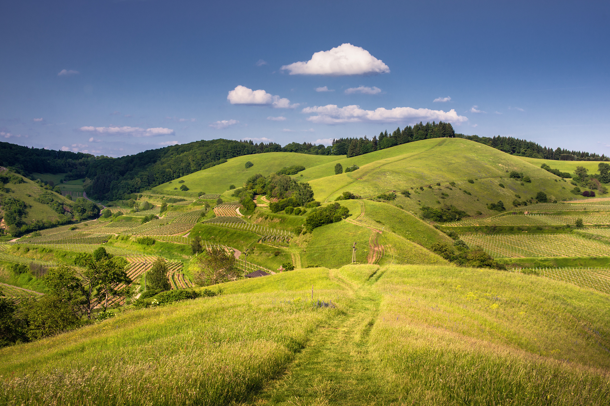 kaiserstuhl summer landscape
