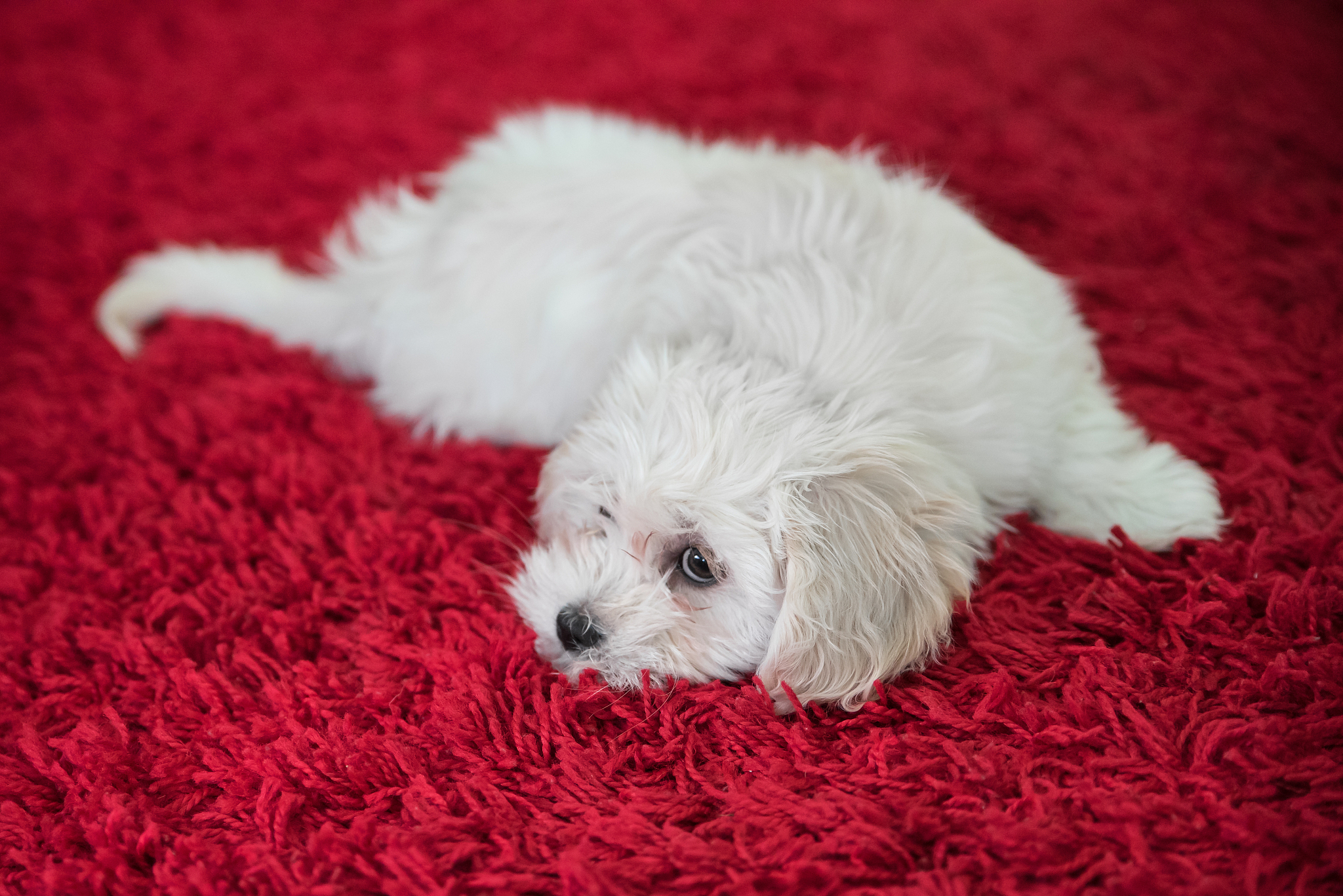 马尔济斯犬挑选指南：如何选择健康、性格好的马尔济斯