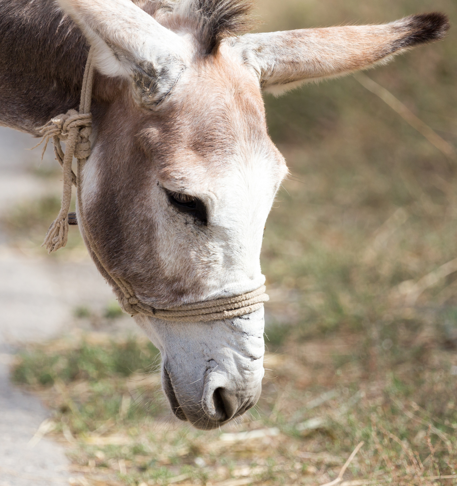 遇到挫折并独立克服有真实示例的作文