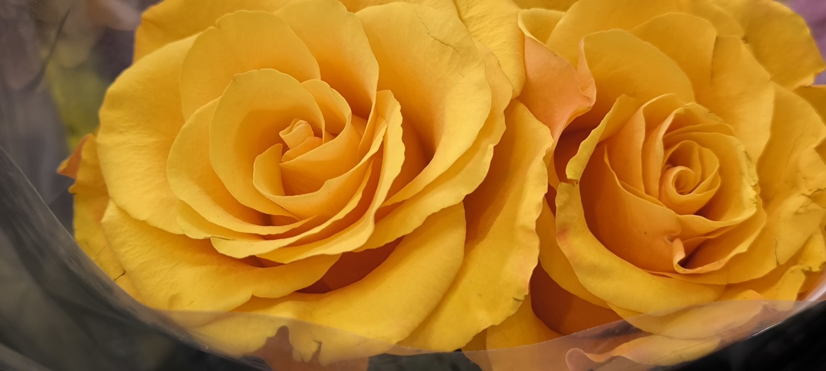 请帮我写1篇650字的博客文章主题是：黄玫瑰的花语是什么